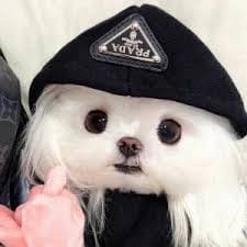 فواز خان avatar